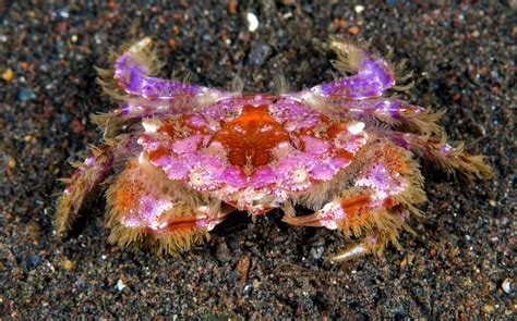 50 Surprising Crab Facts That You Never Knew About