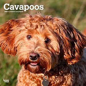 Cavapoos Square Wall Calendar 2024, 30 x 61 cm, Brown Trout, Animals ...