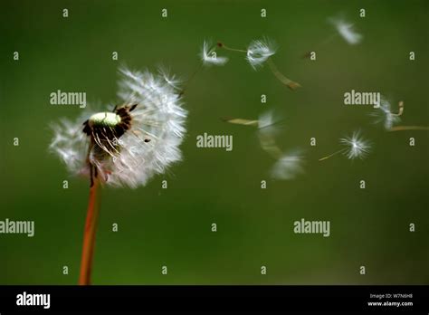 Image result for Small Spring Compressor Tool