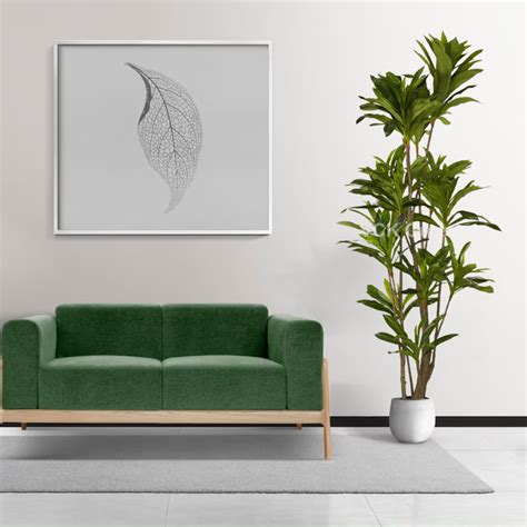 Dracaena Plants – VCK Greens