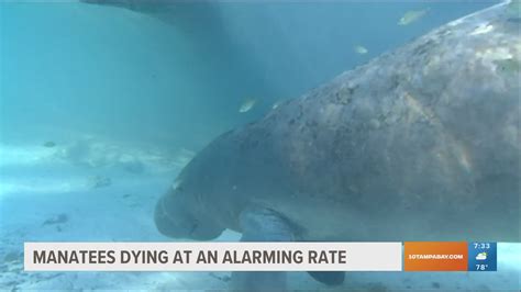 Could manatees be put back on the Endangered Species List? | wtsp.com