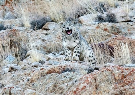Through The Lens: Sighting The Elusive Snow Leopards Of Ladakh