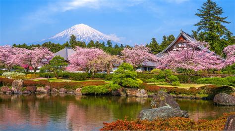 Japan's Cherry Blossom Season: Best Time To Catch Sakura In 2024