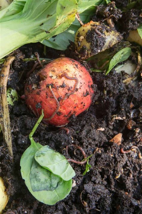 Image result for Worm Composting Tips