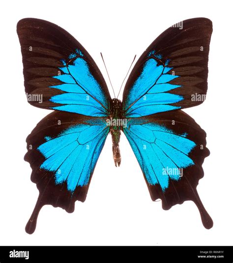 Papilio ulysses hi-res stock photography and images - Alamy