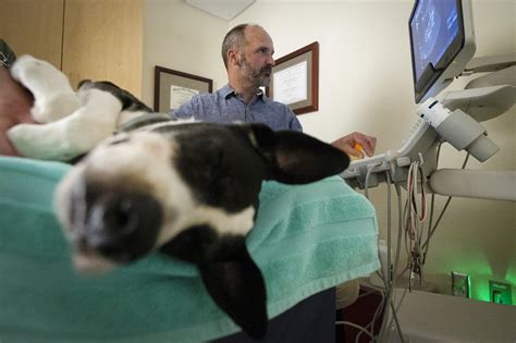 Vermont’s veterinary care system struggles to staff its hospitals and ...