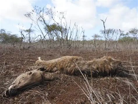 Deer population - Deer native to India starve to death amid drought in ...