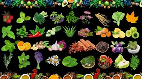 Herb Medicine 的图像结果