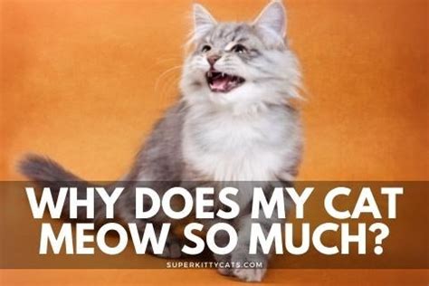 Image result for Cat Command in Shell Script