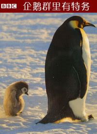 企鹅群里有特务看点8-纪录片-全集-高清正版在线观看-bilibili-哔哩哔哩