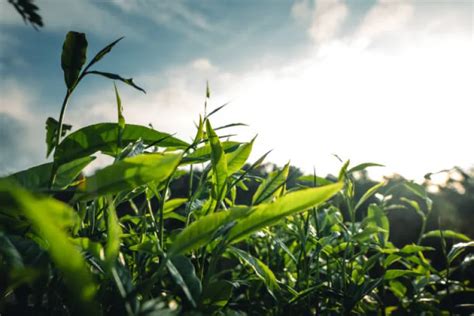 7 Traditional Tea Estates in Assam You Can Stay At