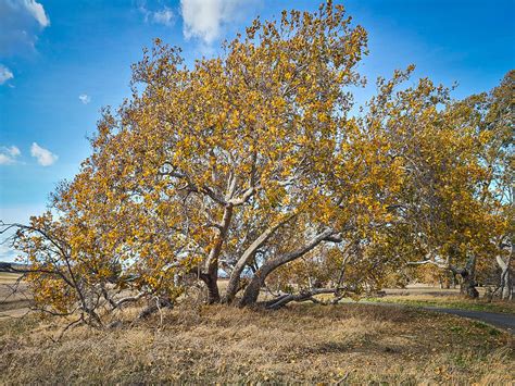 Sycamore Grove Park - California Fall Color