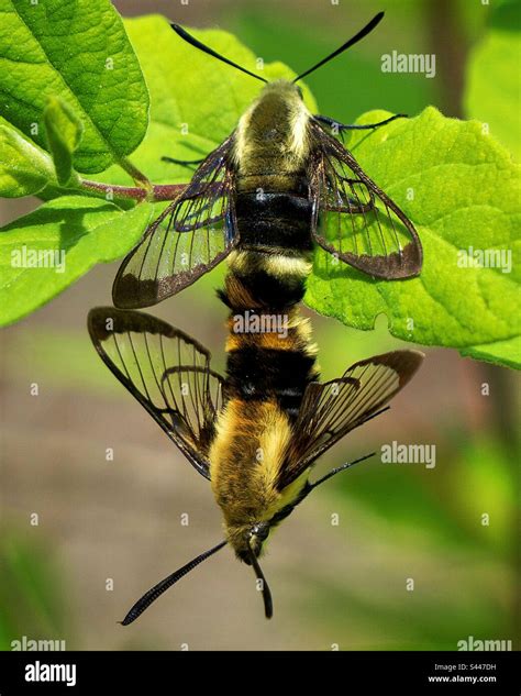 Hummingbird moths mating hi-res stock photography and images - Alamy