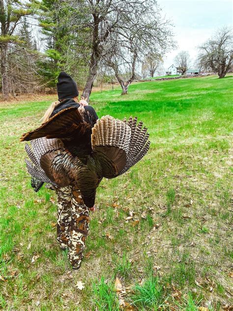 Introduction to Turkey Hunting - Part 1 - Oquossoc, Rangeley Region ...