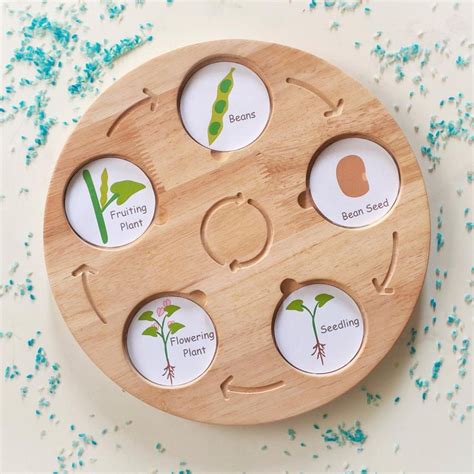 Buy Wooden Life Cycle Board, Nature and Science Learning Aid on ...