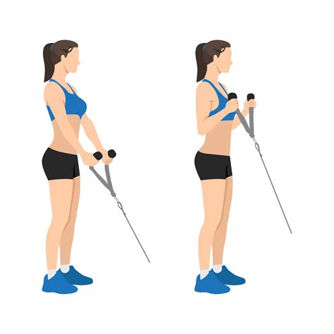 Woman doing Cable hammer bicep curls exercise. Arm workout. Flat vector ...
