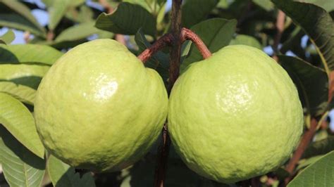 Guava Farming: ये हैं अमरूद की टॉप 5 उन्नत किस्में, जानिए inke बारे में ...