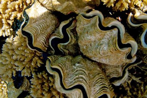 Image result for Large Clam Shells