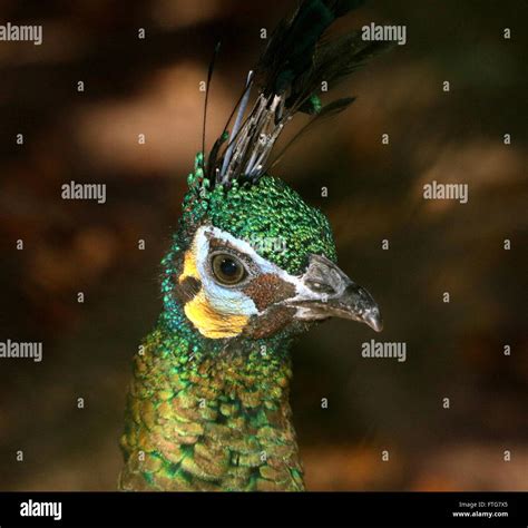 Java green peafowl hi-res stock photography and images - Alamy