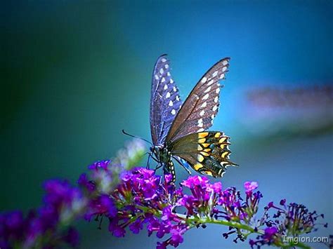 Wallpaper Of Butterfly