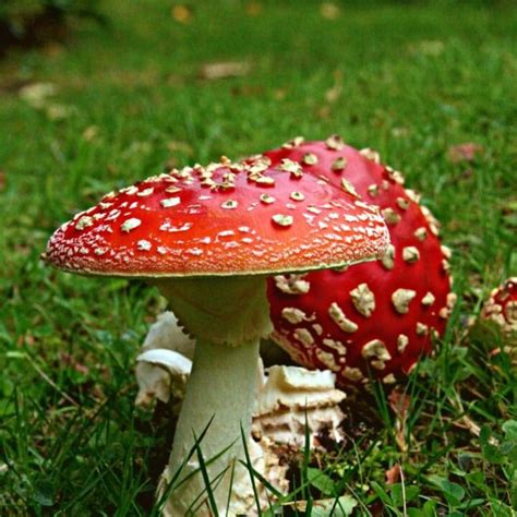 Image result for Mushroom Huge Dataset Classification Python
