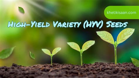 https://khetikisaan.com/wp-content/uploads/2024/09/High-Yield-Variety-HYV-Seeds.jpg