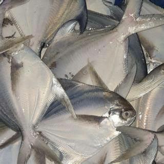 Jual Ikan Bawal Putih Sedang 500gr - 1kg - Jakarta Barat - UD BAHARI ...