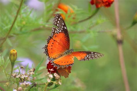 Orange and black butterflies spreading its wings - PixaHive