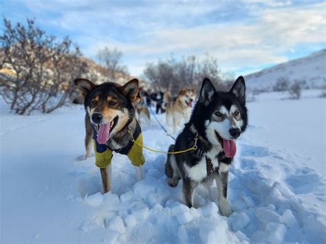 Watch Denali National Park's sled dogs from 'Weather Litter'