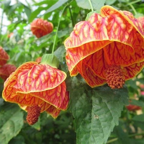 Variegated Abutilon | Chinese Lantern | Flowering Maple Plant - Shop ...