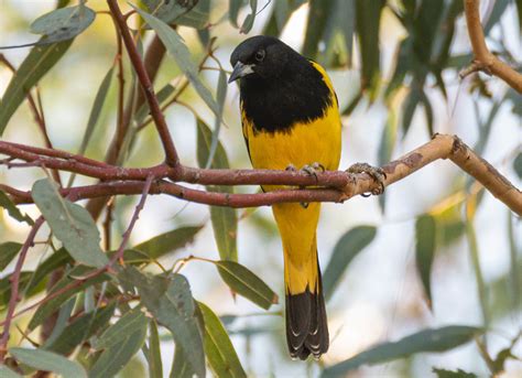 Image result for Class 10 Science Chapter 8 by Success CDs