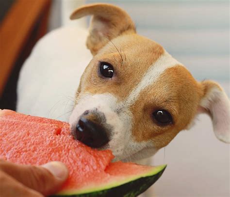 Can Dogs Eat Honeydew Melon Rind
