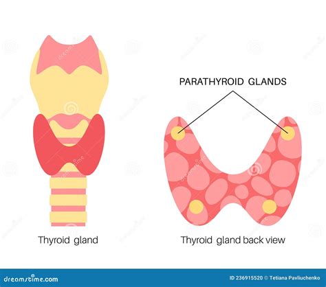 Parathyroid Gland Cartoon