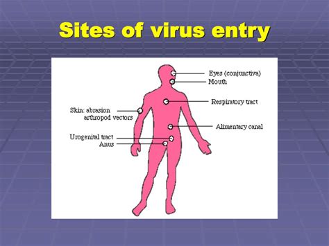 Image result for How Immunity Sytem Work Against Virus Downloadable