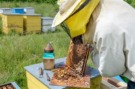 在蜂蜜蜂之外，whild蜂，当地传粉者 库存照片. 图片 包括有 在蜂蜜蜂之外，whild蜂，当地传粉者 - 154893018