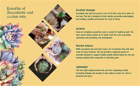 Sushila Agrofert's Succulent and Cactus Potting Mix, Ready to Use ...