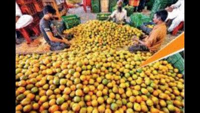Disease takes a toll on Nagpur oranges | Nagpur News - Times of India
