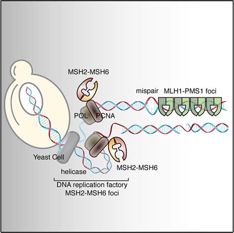 Mismatch Reparatur Dna : The multifaceted mismatch-repair system – YINSBK