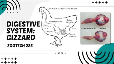 Image result for Chicken Digestive System