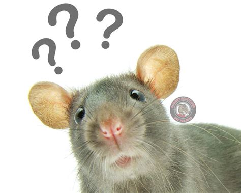 How Do You Tell the Difference Between a Rat & Mouse in Florida?