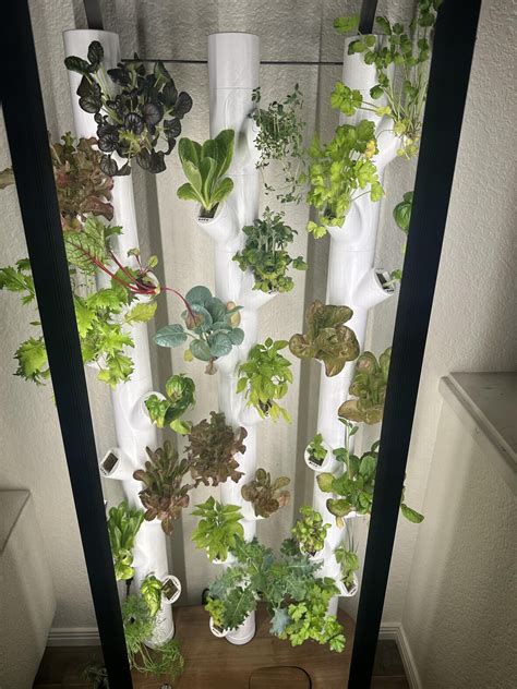 We started our indoor “Gardyn” about three months ago, and this is the ...
