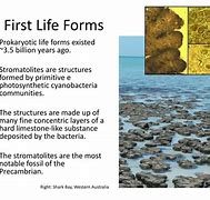 Image result for life forms