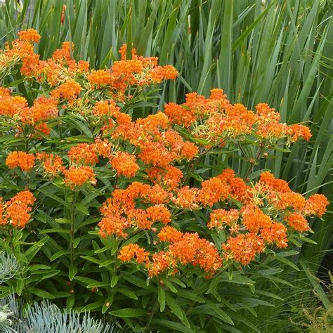 Butterfly Bush Hedge