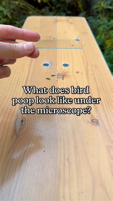 Image result for Identifying Bird Poop