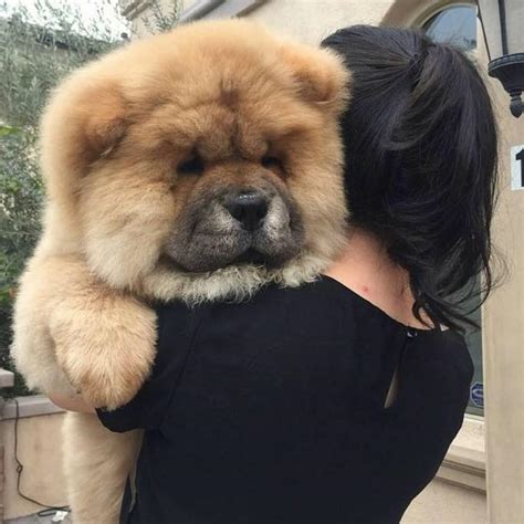 Pinoy Dog Lovers | Polomolok