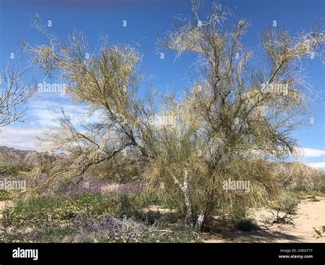 blue palo verde (Parkinsonia florida) Plantae Stock Photo - Alamy