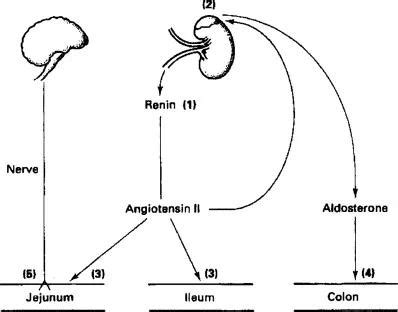 How A Probiotic Help Mitigate Mercury Absorption In Gut: Study