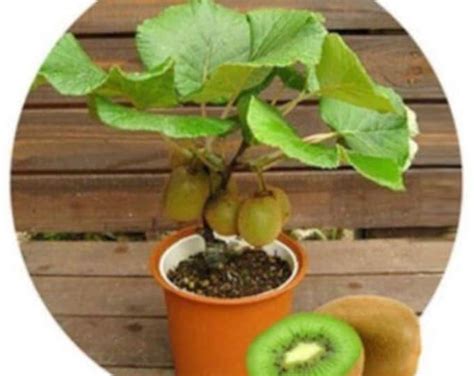 Image result for Dwarf Guava Tree
