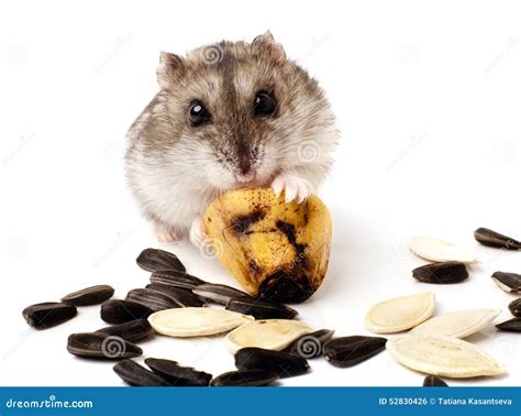 Hamster Holding a Old Banana Stock Photo - Image of hairy, furry: 52830426