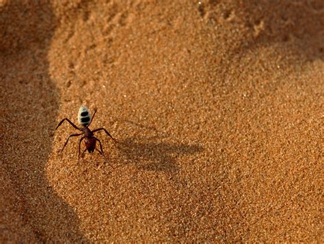 Ant Colony Matlab Code 的图像结果